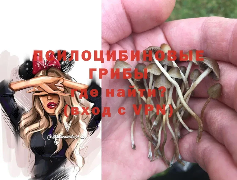 продажа наркотиков  Звенигород  Галлюциногенные грибы Psilocybe 